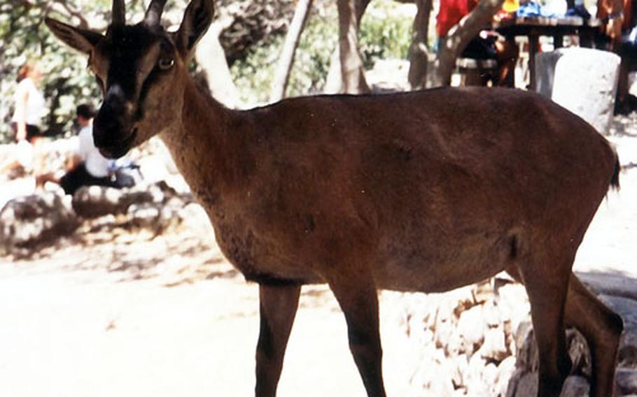 A popular Samaria Gorge sight is a Kri-kri, a wild goat unique to the Greek island.