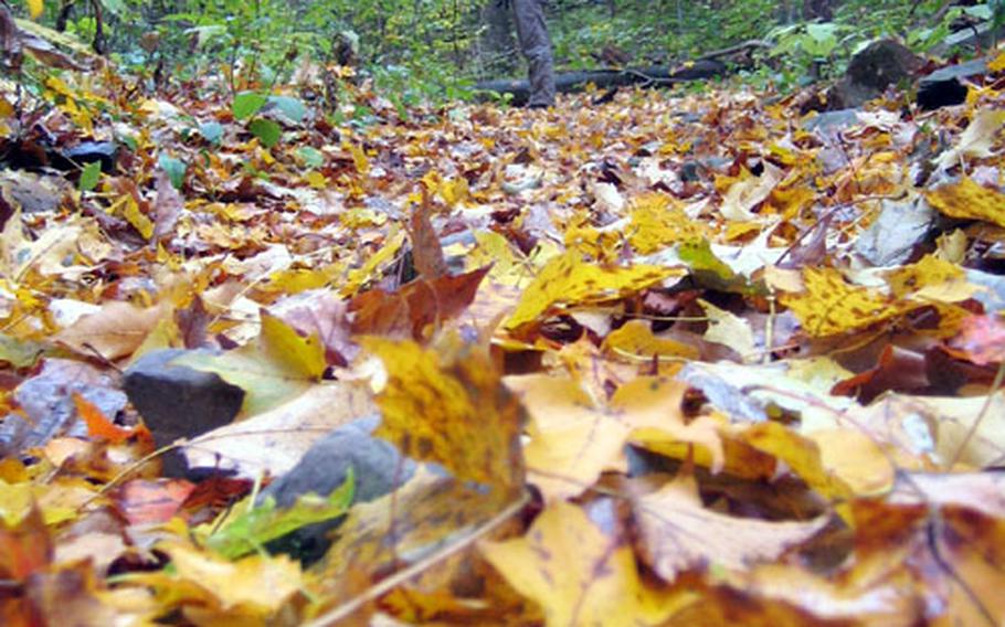 The writer, Heather Benit, makes her way along a horse trail at Catoctin Mountain Park in Maryland, with a carpet of leaves at her feet.