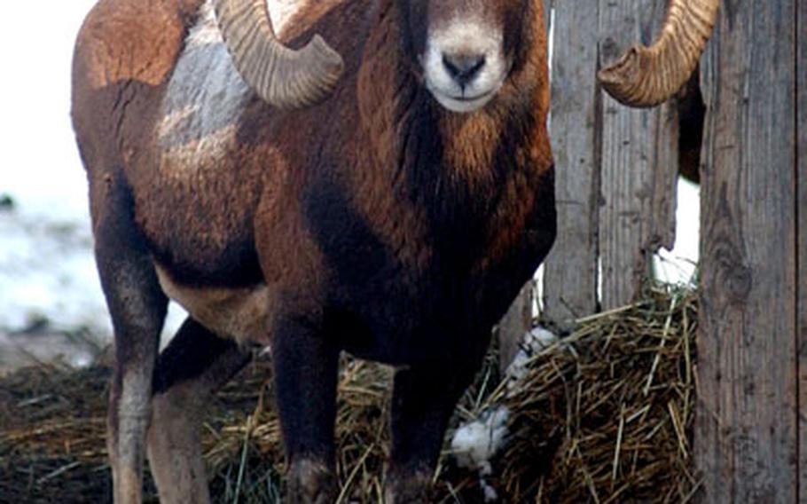 A mouflon with large curved horns watches a visitor to the Hochwildschutzpark in Rheinböllen, Germany.