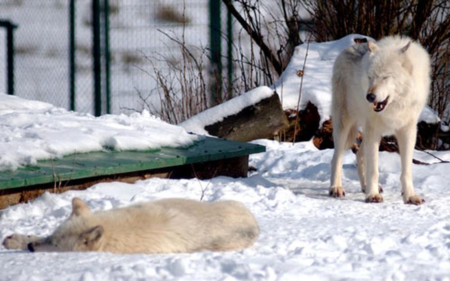 One of the Hochwildschutzpark’s wolves seems to telling the other to get its lazy bones up, but after a big yawn, it laid down, too.