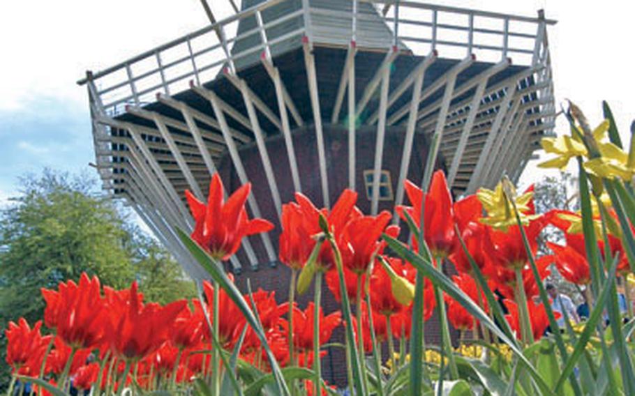 Flowers bloom in front of the windmill at Keukenhof, the famous Dutch flower garden on the outskirts of Lisse, Netherlands.