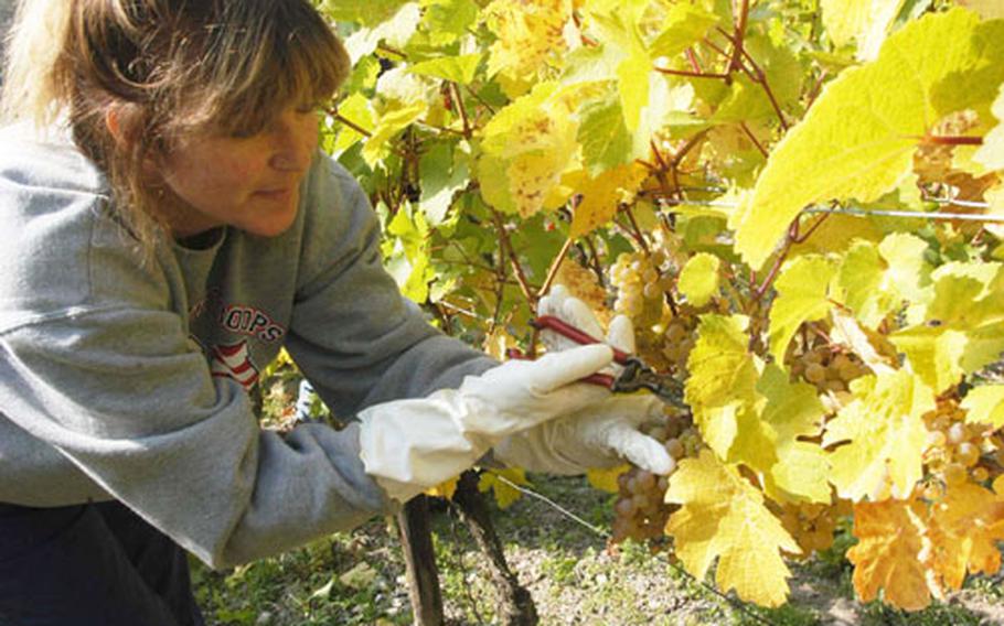 Natasha Foster, a member of the Wiesbaden Community Spouses Club in Germany, helps harvest Riesling grapes in Helmut Rappenecker’s vineyard, the Hendelberg, last fall.