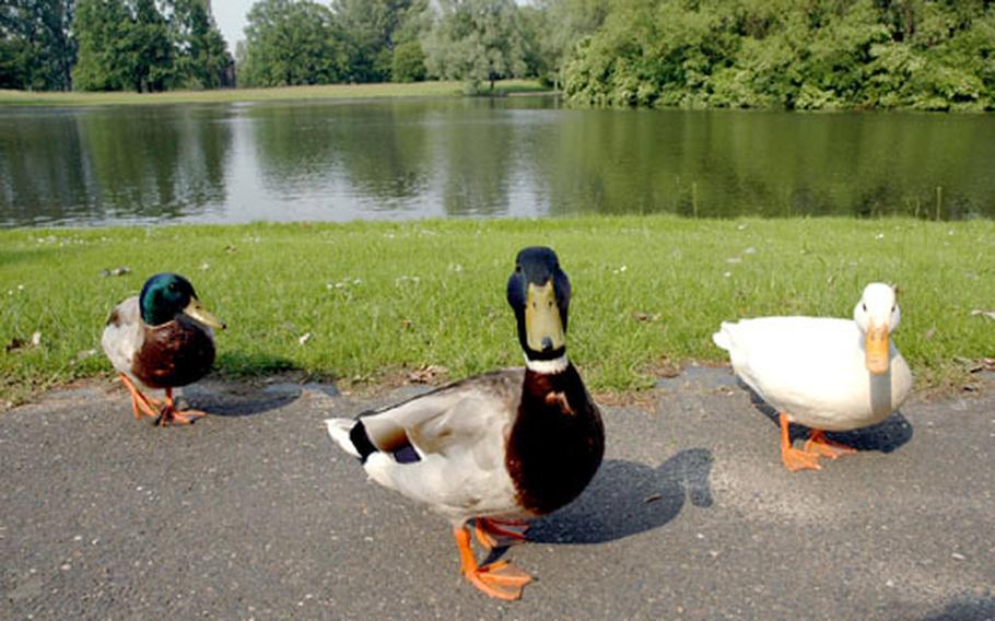 Beware the aggressive ducks in Bonn&#39;s 400-acre Rheinaue park.