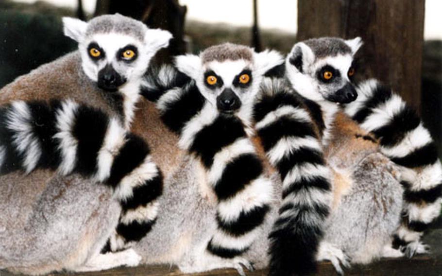 These lemurs are at home in the aquarium in Stockholm’s open-air museum, Skansen.