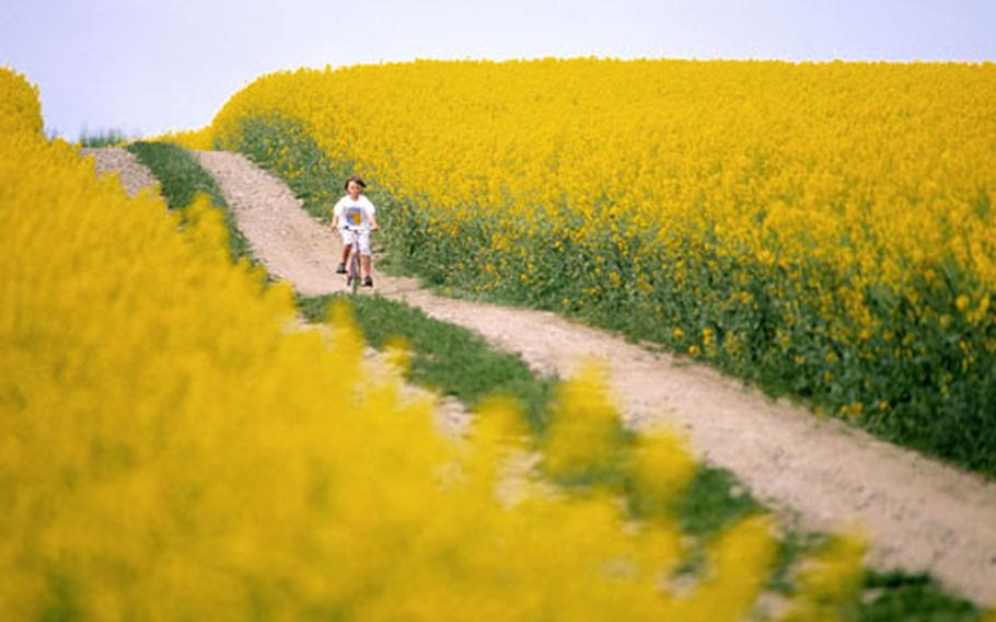 Skåne is an open landscape with large areas of cultivated land. In early summer, fields are awash with yellow from golden rapeseed, which in Sweden is very much associated with Skåne.