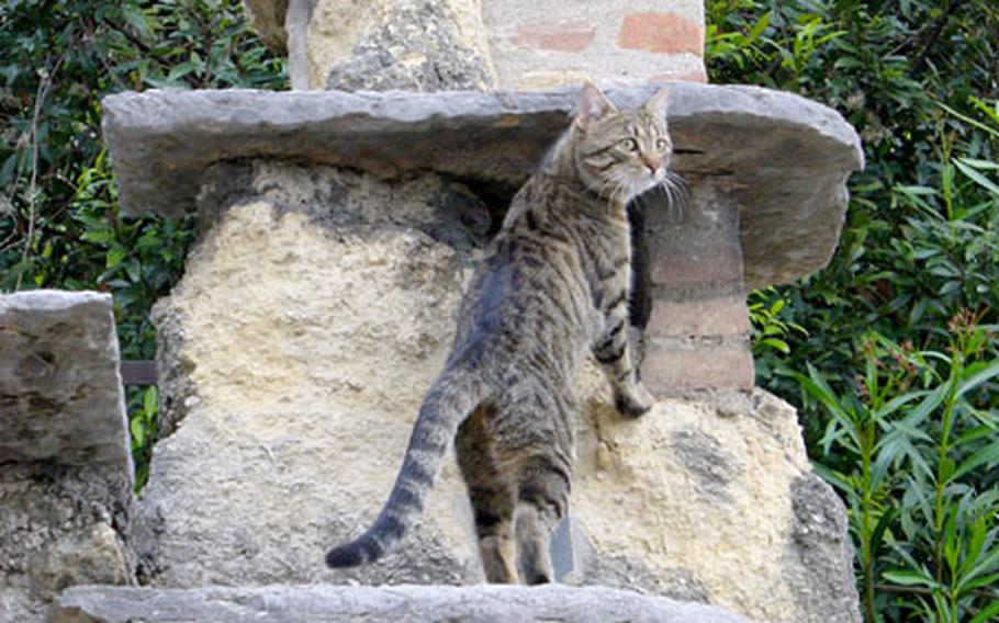 A cat known as Julius surveys his domain in the ruins of the Roman theater in Verona.