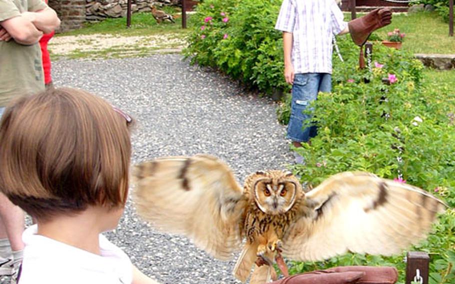 An owl prepares to touch down on a young spectator’s leather glove during the daily birds-of-prey demonstration.