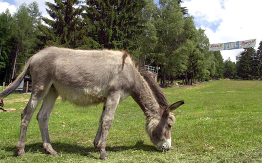 A donkey grazes on a grassy slope used as a ski field in winter on the Silberberg.