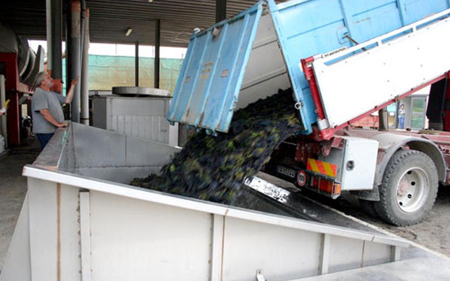 A truck unloads recently harvested grapes that will be processed to produce Solopaca Agliancio, a red wine.