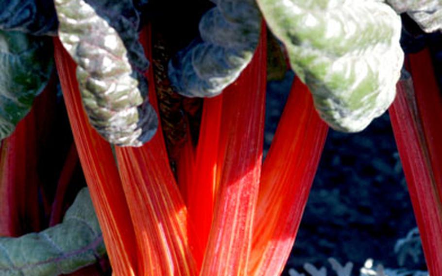 Red mangold in the garden of the former Benedictine abbey in Seligenstadt, Germany. Both yellow and red varieties are for sale at the museum’s shop.