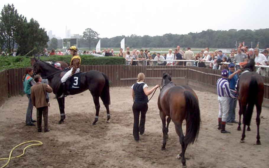 The race horses — winners and losers alike — are hosed down and groomed after a race.