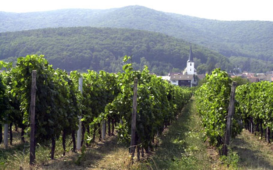 A vineyard just outside the town of Neustadt an der Weinstrasse produces one of the things for which the town is famous.