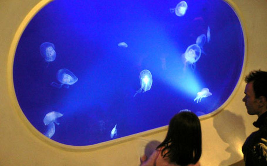 Visitors to the Horniman Musem's basement aquarium check out some jellyfish in a tank specially lit to highlight the transparent creatures.