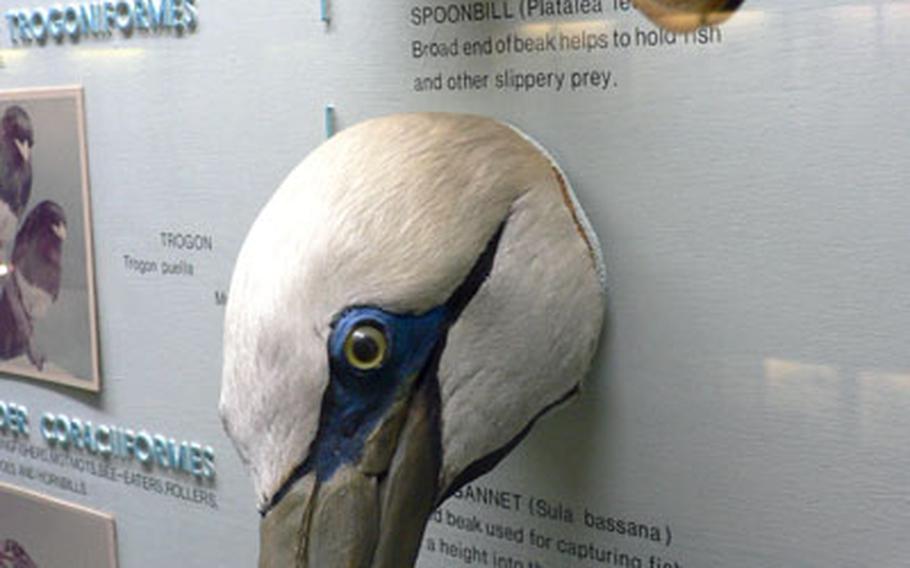 A pair of birds&#39; heads at the Horniman Museum show the differences in the evolution of bills.