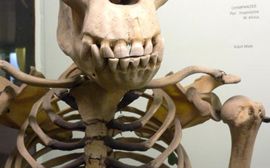The skeleton of a chimpanzee stands in the natural history portion of the Horniman Museum.