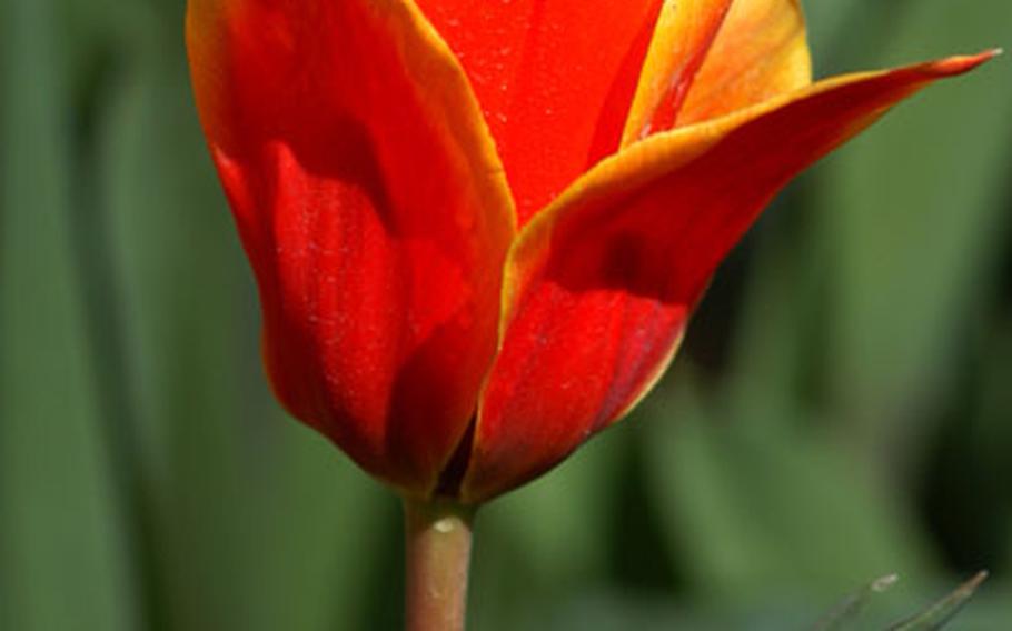 A beautiful orange and red tulip in bloom at the at Keukenhof.