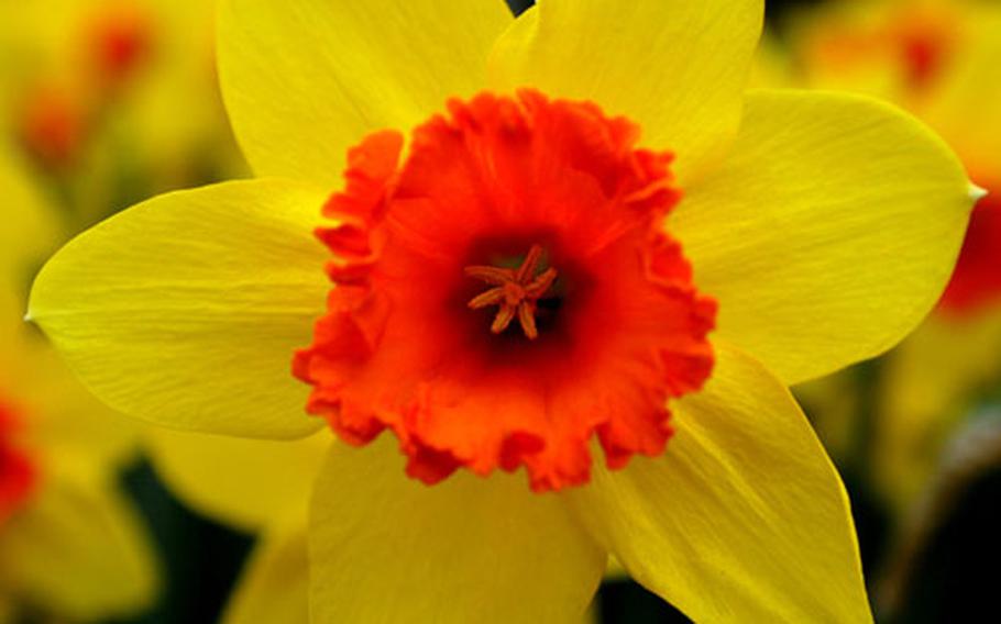 A portrait of a two-color daffodil at Keukenhof. Besides the tulips that Keukenhof is famous for, daffodils, crocuses, hyacinths and many other flowers are in bloom here.