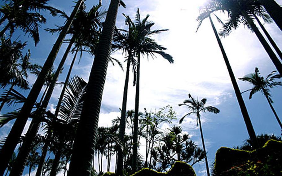 The sun filters threw majestic King Palms along a walkway at the Southeastern Botanical Gardens. The gardens are located on Route 36 a few miles down from Kadena Air Base&#39;s Gate 3.