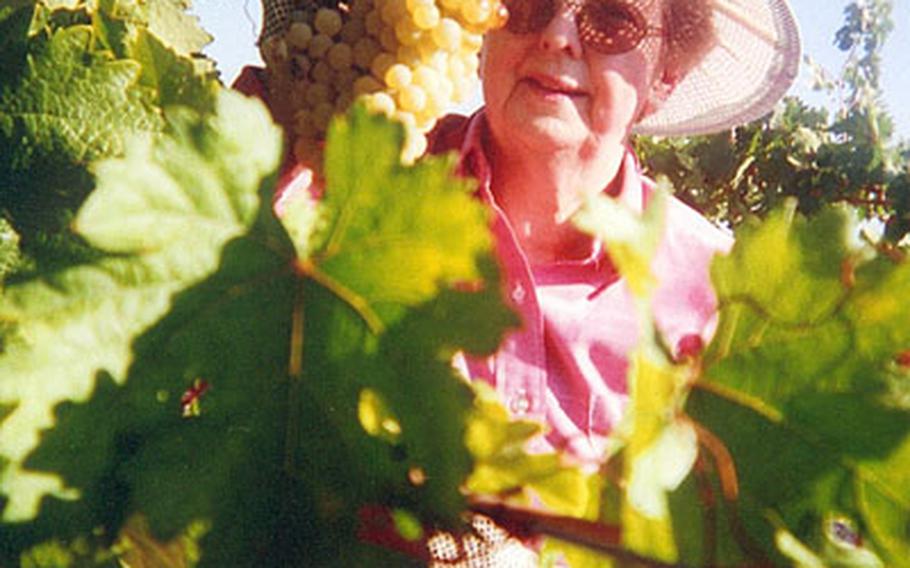 Donna Domingo, an active member of the American military community -- including secretary of the the secretary of the Retired American Military Iberian Council -- cuts a cluster of Palomino whites at the wineyard operated by Henry Marquez. She is the only American who helps him with the harvest.