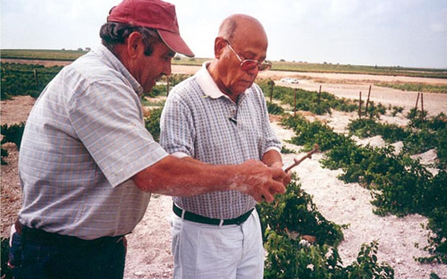 Henry Marquz, right, watches as a Spanish master grafter shows him where to cut the grape cane for its bud to be grafted onto the root plants behind them. The roots, imported from the States, are resistant to pests and rot. A bud is grafted onto the plant to produce grapes.