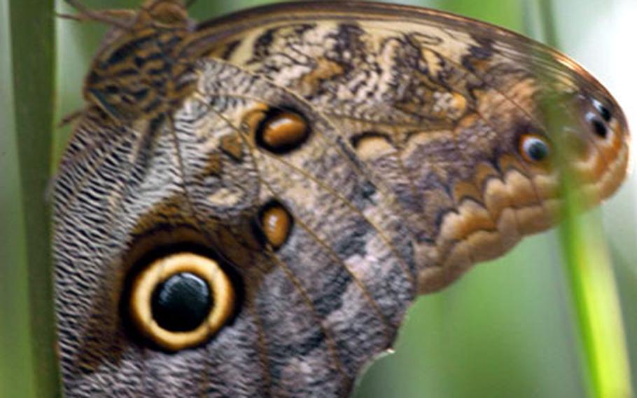 A butterfly from the Amazon region, called Farfalla Civetta in Italian, perches on a branch in one of the greenhouses that make up the Casa della Farfalle (House of Butterflies) in Bordano, Italy.