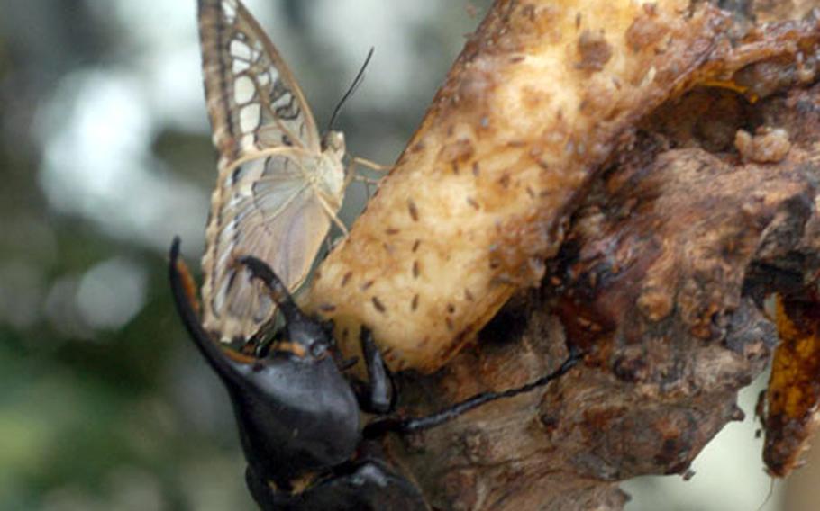 A large beetle, a butterfly and hundred ants share a slice of banana at the Casa della Farfale (House of Butterflies) in Bordano, Italy.