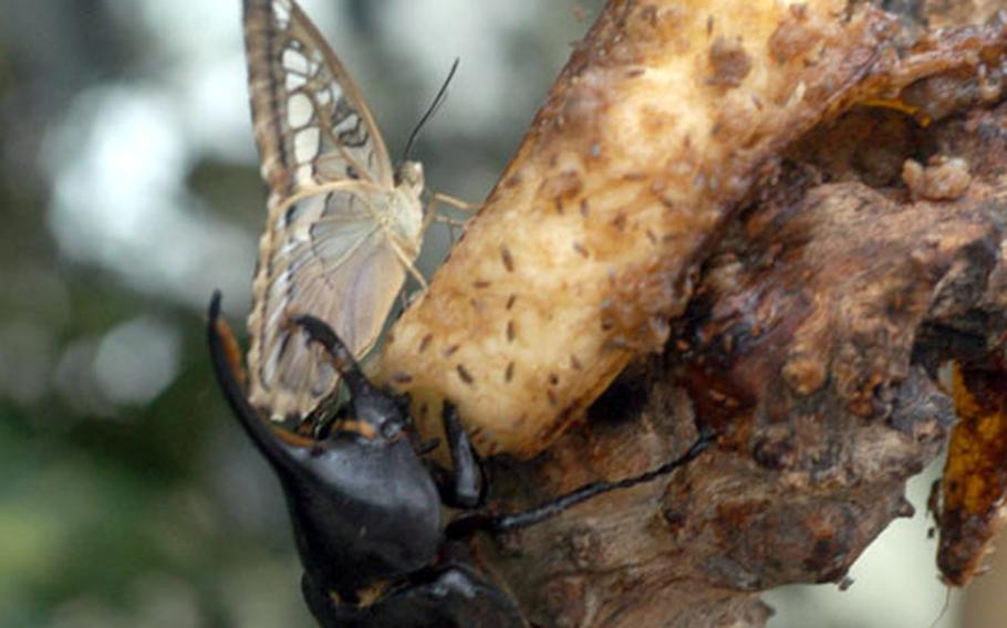 A large beetle and a butterfly share a slice of banana along with a few hundred ants at the Casa della Farfale (House of Butterflies) in Bordano, Italy. The greenhouse complex, featuring dozens of varieties of butterflies, insects, birds and reptiles, is just a little more  than an hour away from Aviano Air Base.