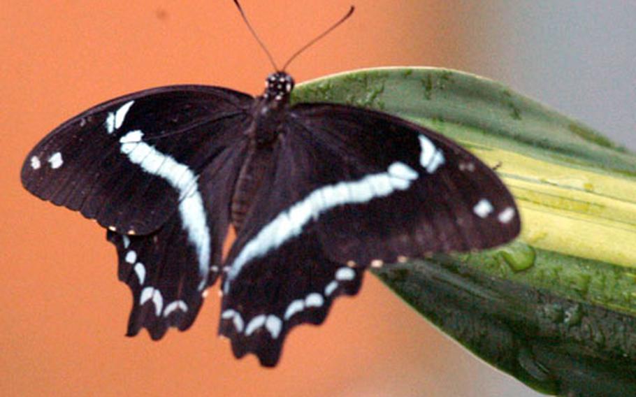 A butterfly perches on a stem with drops of water at the Casa della Farfale (House of Butterflies) in Bordano, Italy. The complex consists of several greenhouses, all kept very humid. Those with glasses or cameras might want to bring tissue to wipe them off. Shorts and T-shirts aren’t a bad idea, either.