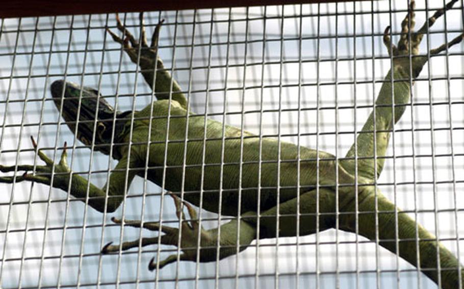 Butterflies aren’t the only things up in the air at the Casa della Farfalle (House of Butterflies). An iguana got a better view of the area surrounding his cage by climbing up the wire.


