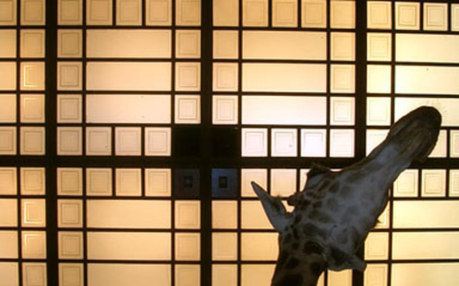 Some of the building&#39;s original architecture -- including this cross-hatched metal ceiling above an exhibit of taxidermied animals -- is more interesting than the exhibits. Unless you&#39;ve never seen a stuffed giraffe, this part of the museum is a little less interesting than the side devoted to history.