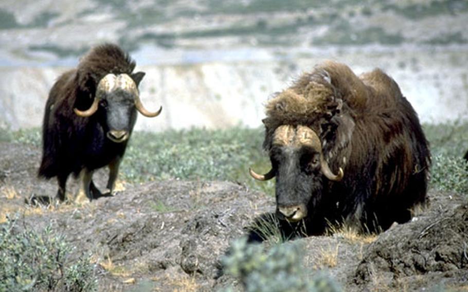 Musk oxen, in all their horned glory.