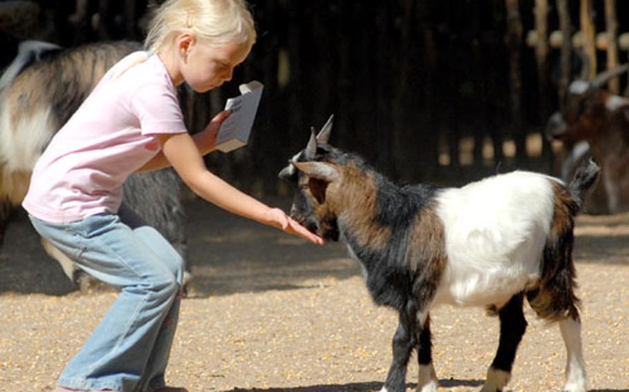 Feeding a goat at the Wildpark in Bad Mergentheim.