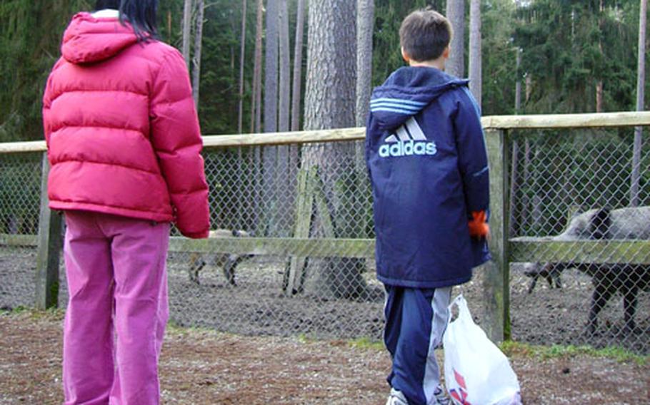 Visitors from Grafenwöhr feed wild boar at a fenced-in area of Veldensteiner Forest.