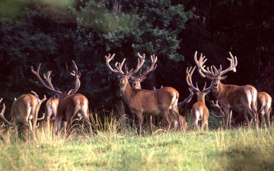 The hunting grounds near Venaria Reale are now the Mandria Nature Park. Some of the animals are descendants of those that survived hunting parties in the 16th and 17th centuries.