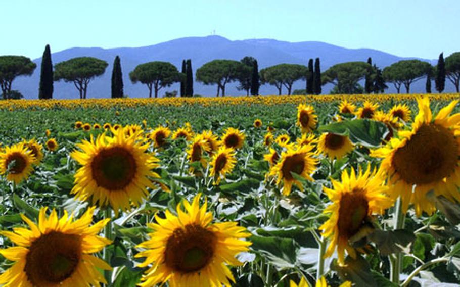 The southern part of Tuscany is full of sunflowers in July, and a great place to enjoy the outdoors on a bicycle.