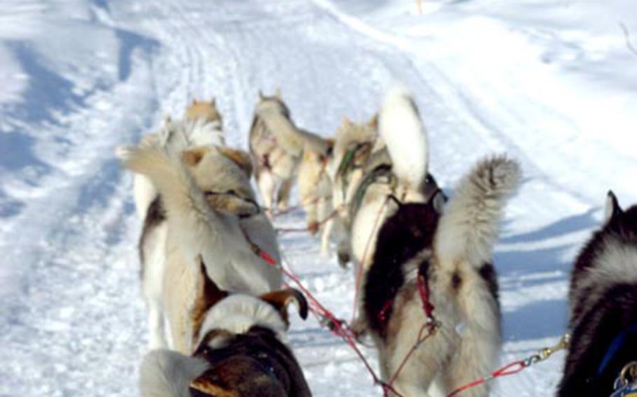 The Antartika association keeps 52 dogs at its kennels in Piancavallo, Italy. Teams of a dozen dogs are hitched to a sled and speed off on a course, pulling a sled with two passengers and a musher.