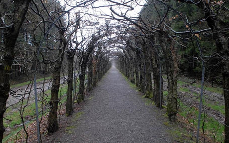 The Charmille, a covered walk of hornbeams, near Desnié, Belgium. Made from about 4,500 pruned hornbeams, a type of birch tree, it is the longest hornbeam bower in Europe.