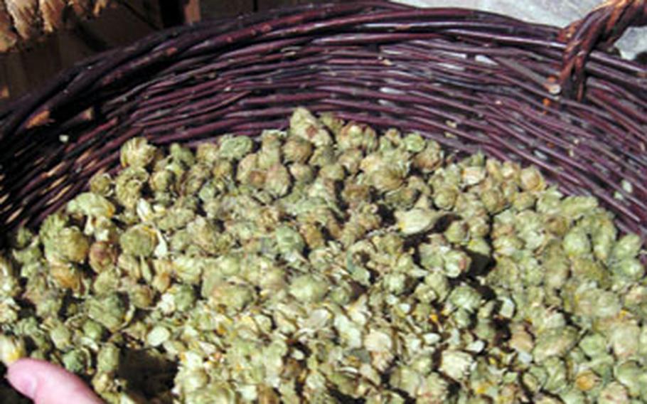 A visitor to the Hops Museum gets hands-on with a basket full of hops grown in nearby fields.