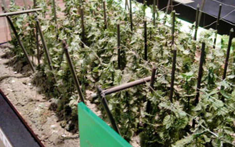 A scale model of a hops field is on display at the Hops Museum in Poperinge, Belgium. A 27-mile bike route known as the Hoppeland Route brings cyclists past the hops fields around Poperinge and several World War I cemeteries.