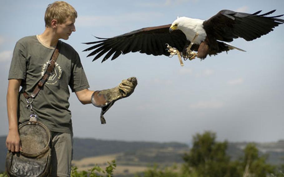 Floern, a bird handler assistant, extends his glove for an eagle during the Falknerei bird show at Wildpark Potzberg. During the show, birds of prey take turns buzzing the crowd so low that their wingtips practically swat the tops of heads. This barrage of feather strafing will last up to 45 minutes.
