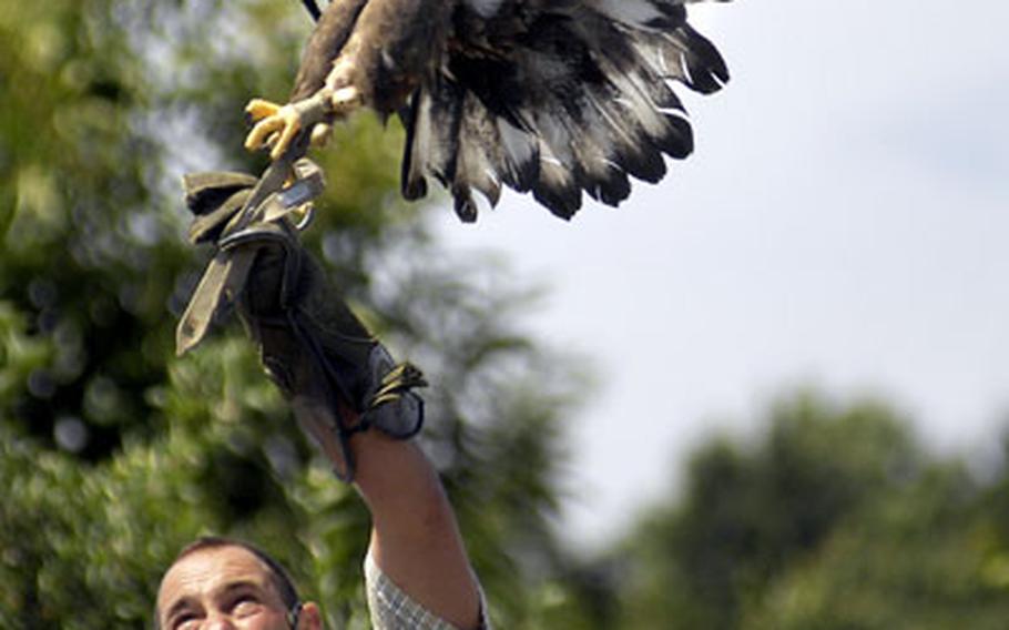 Harald Schauss, a falconer and the park&#39;s owner, launches a bird into flight during the Falknerei bird show at Wildpark Potzberg. Schauss will motion with his hands with an occasional flip of dead chicken parts in the air, giving a sense that there is some level of coordination going on.