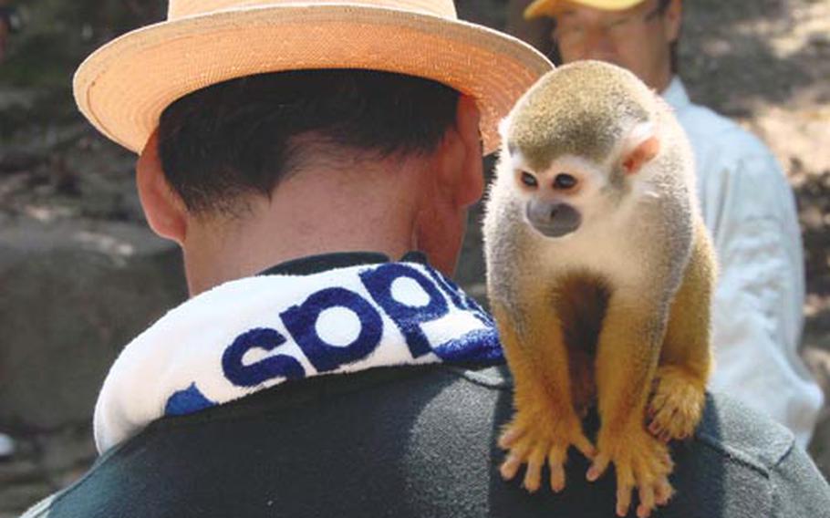 A squirrel monkey takes a seat on a visitor&#39;s shoulder at the Nagasaki Biopark, a petting zoo near Sasebo Naval Base in Japan.
