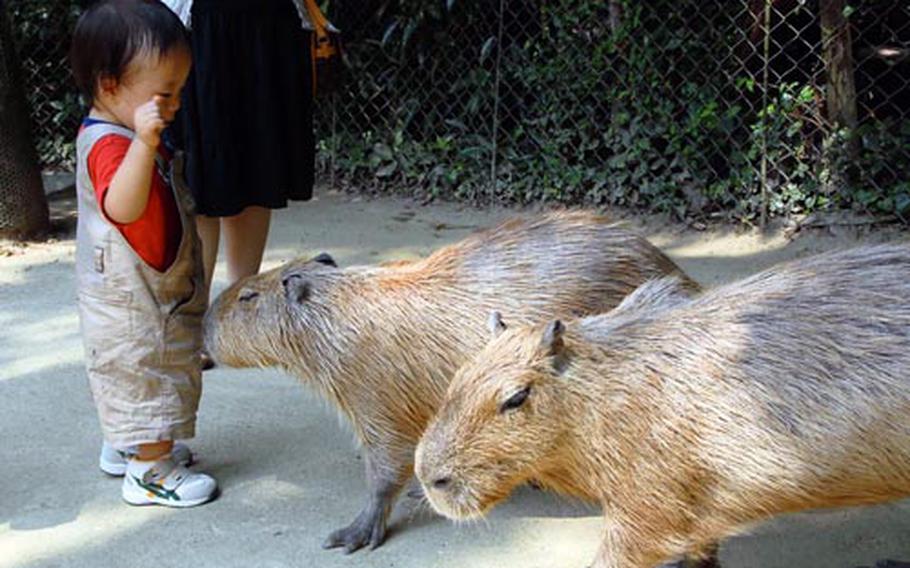 The capybaras, a massive but docile rodent indigenous to South American, are a big draw.