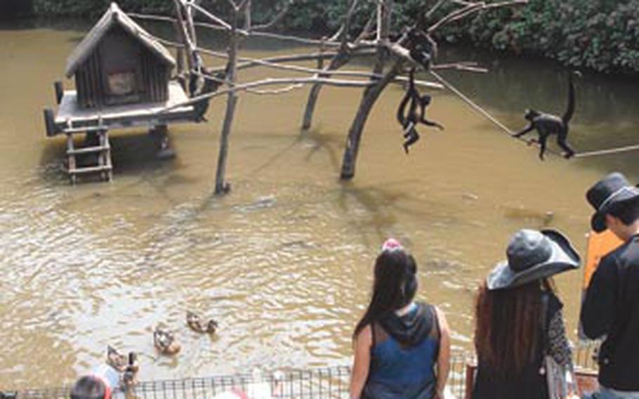 Visitors watch spider monkeys at the park.