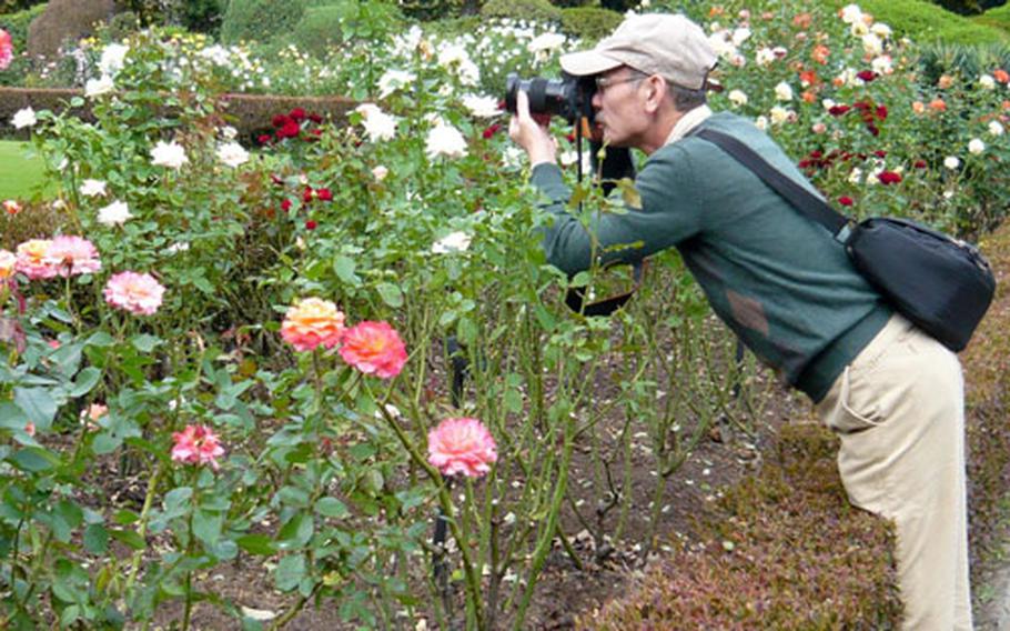 A visitor takes a close up photo of roses blooming at Shinjuku Gyoen National Garden.