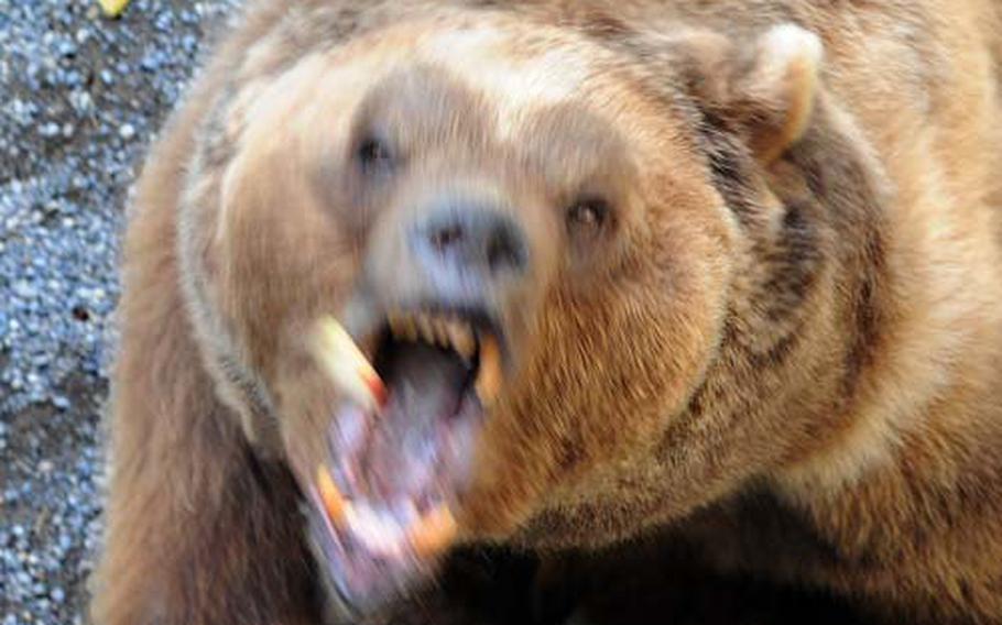 Pedro, currently the lone resident of Bern&#39;s Bärengraben (bear pit), moves quickly to catch a piece of apple thrown at him from above.