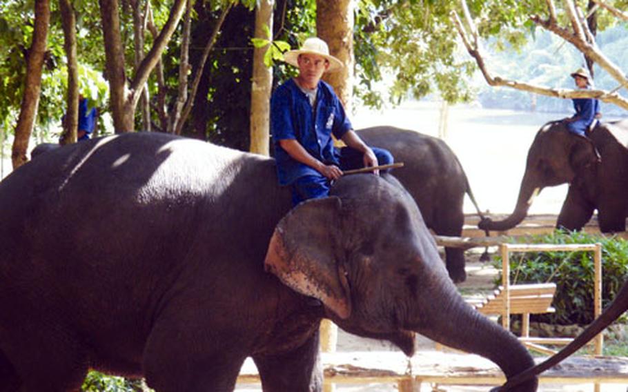 Elephants walk in a ring during a show at the National Elephant Institute in Thailand. The Institute helps rehabilitate injured elephants and works for better treatment of elephants in Thailand.