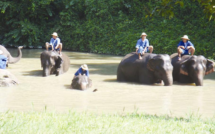 Elephants bathe in a creek on a 90-degree November afternoon at the National Elephant Institute.