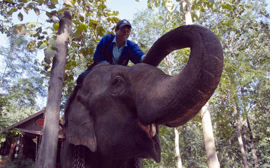 Elephant Dor Satit and his mahout, Sak, after a training session with tourists at the National Elephant Institute.