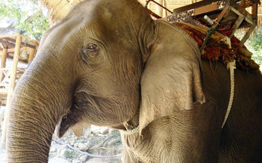 An elephant waits for a rider inside a pavilion at the National Elephant Institute.